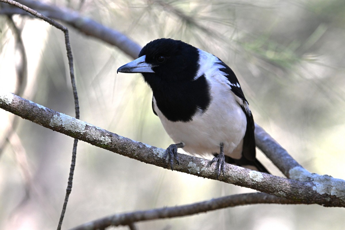 Pied Butcherbird - ML641392342