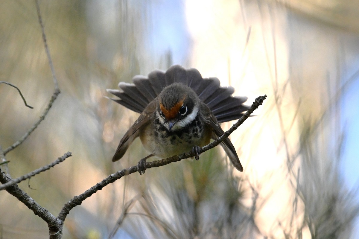 Australian Rufous Fantail - ML641392344