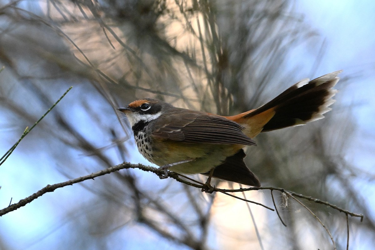 Australian Rufous Fantail - ML641392345