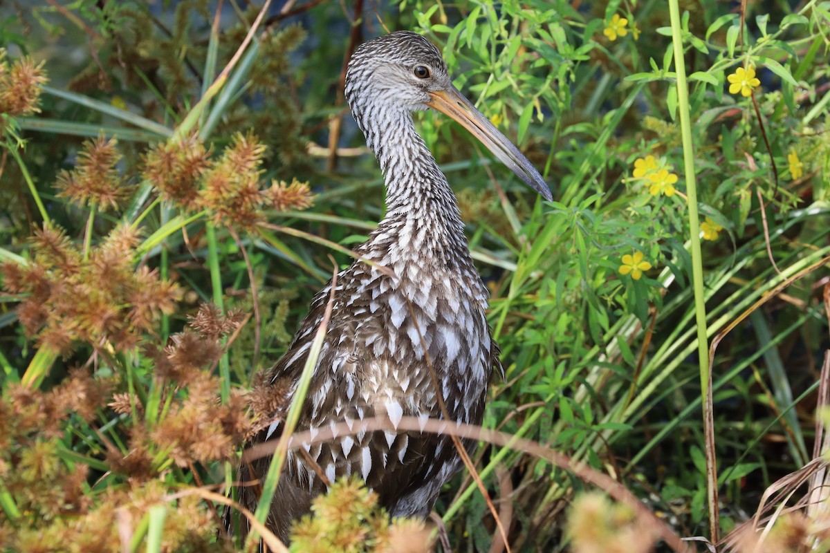 Limpkin - ML641392346