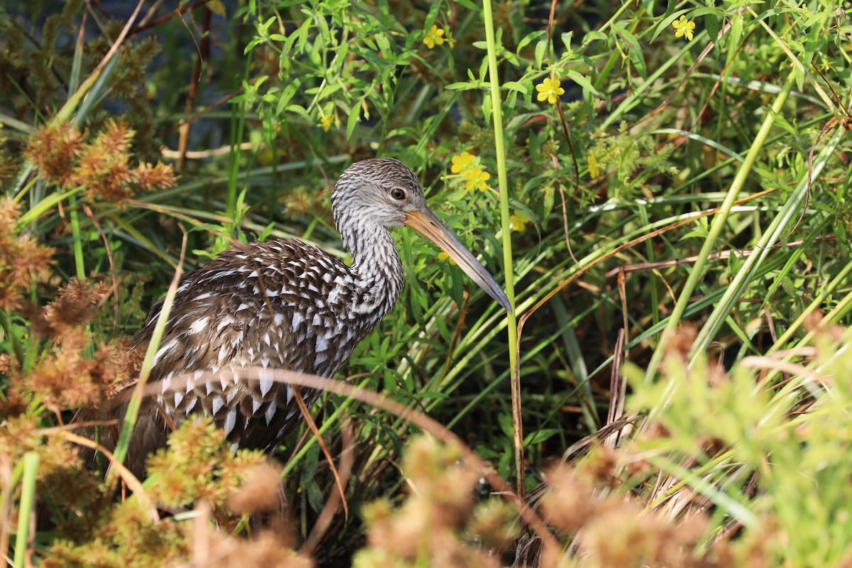 Limpkin - ML641392347