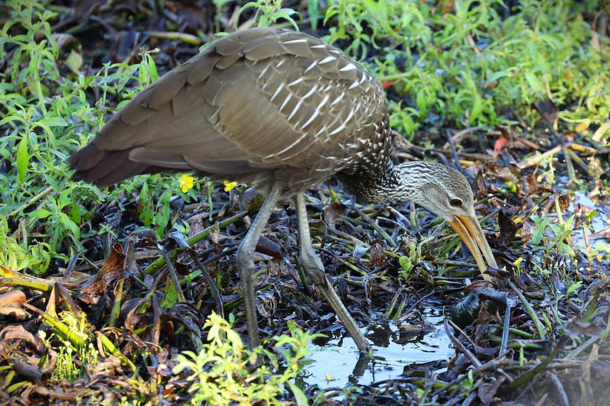 Limpkin - ML641392348