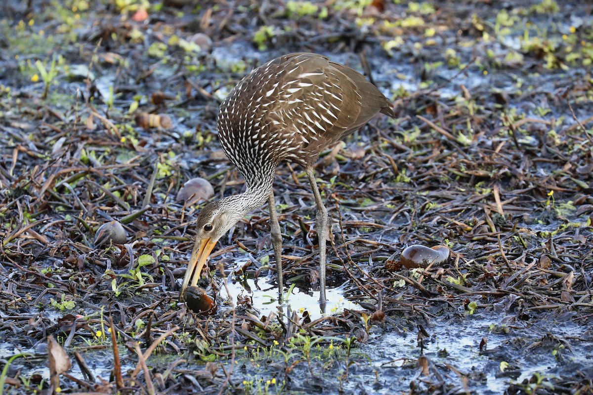 Limpkin - ML641392349
