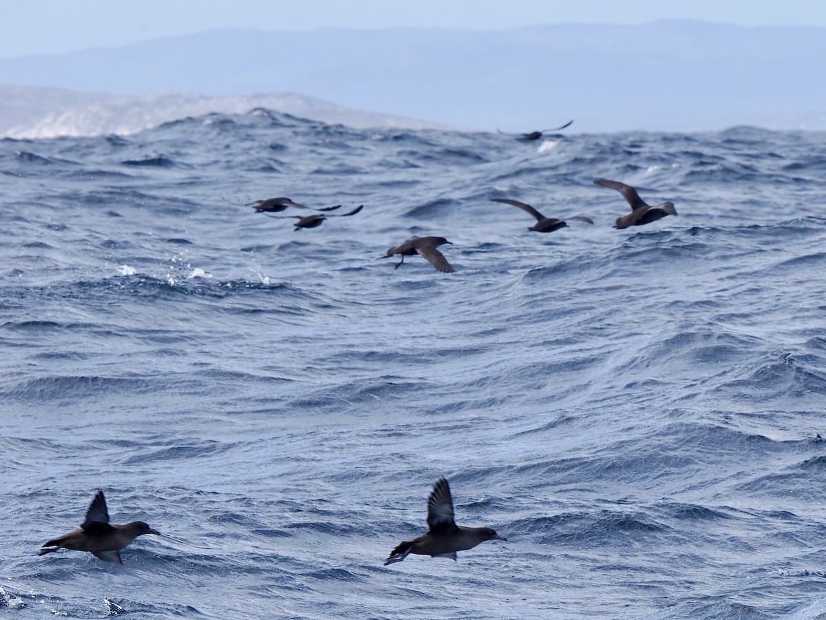 Sooty Shearwater - ML641392350
