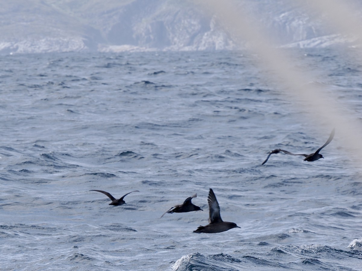 Sooty Shearwater - ML641392351