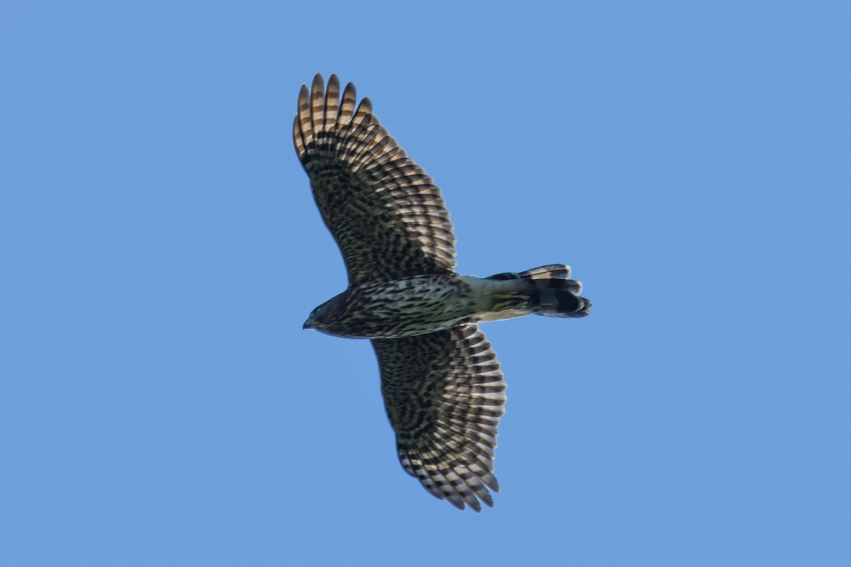 Sharp-shinned Hawk - ML641392352