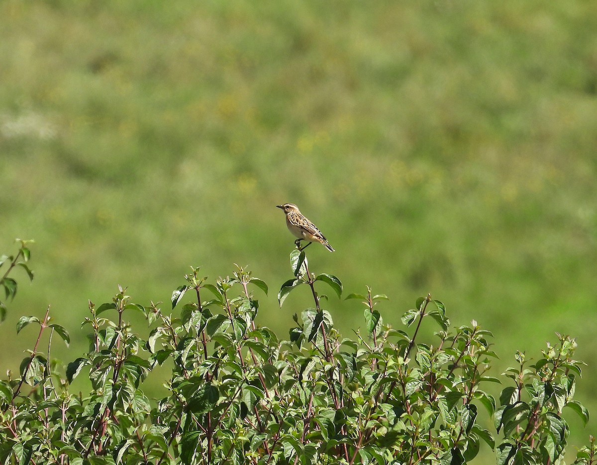 Whinchat - ML641392354