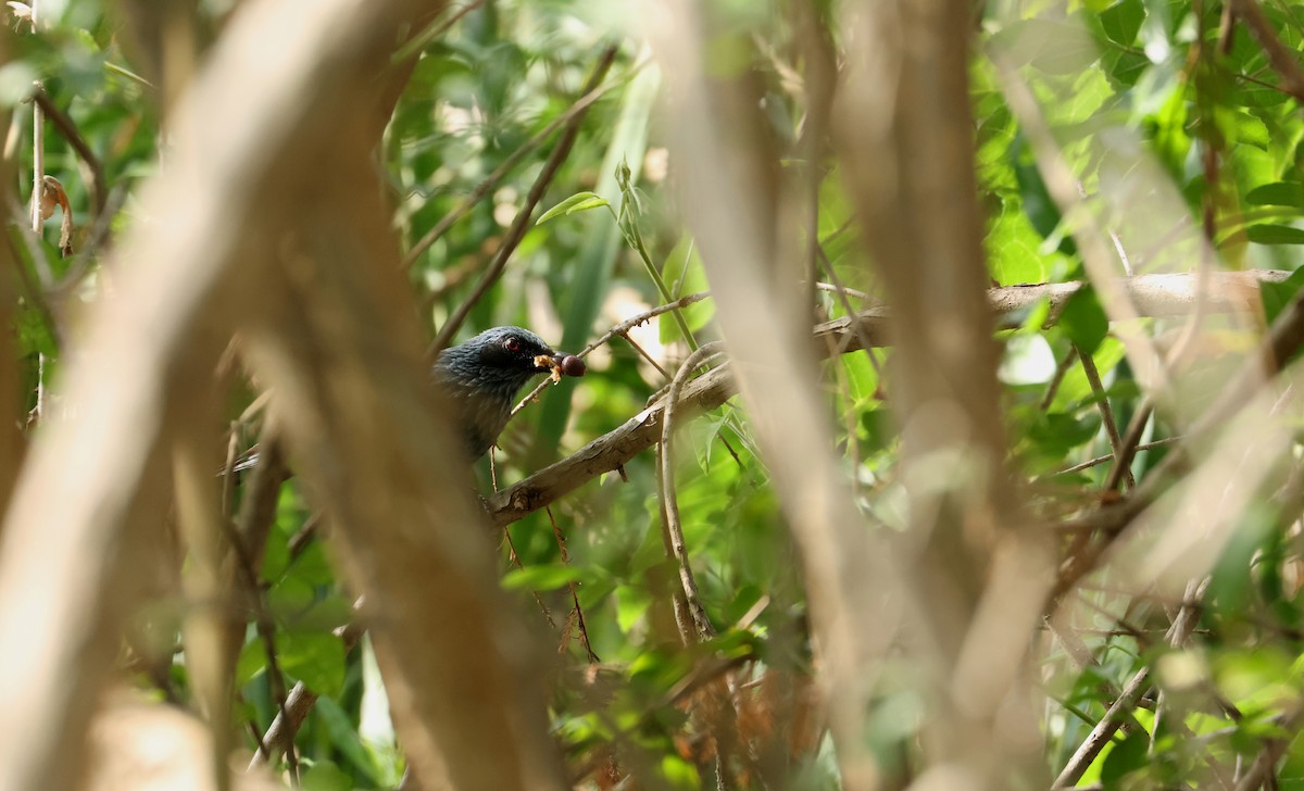 Blue Mockingbird - ML641392357