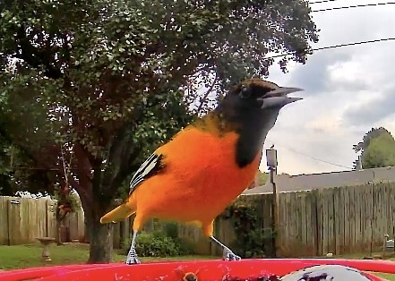 Baltimore Oriole - ML641392362