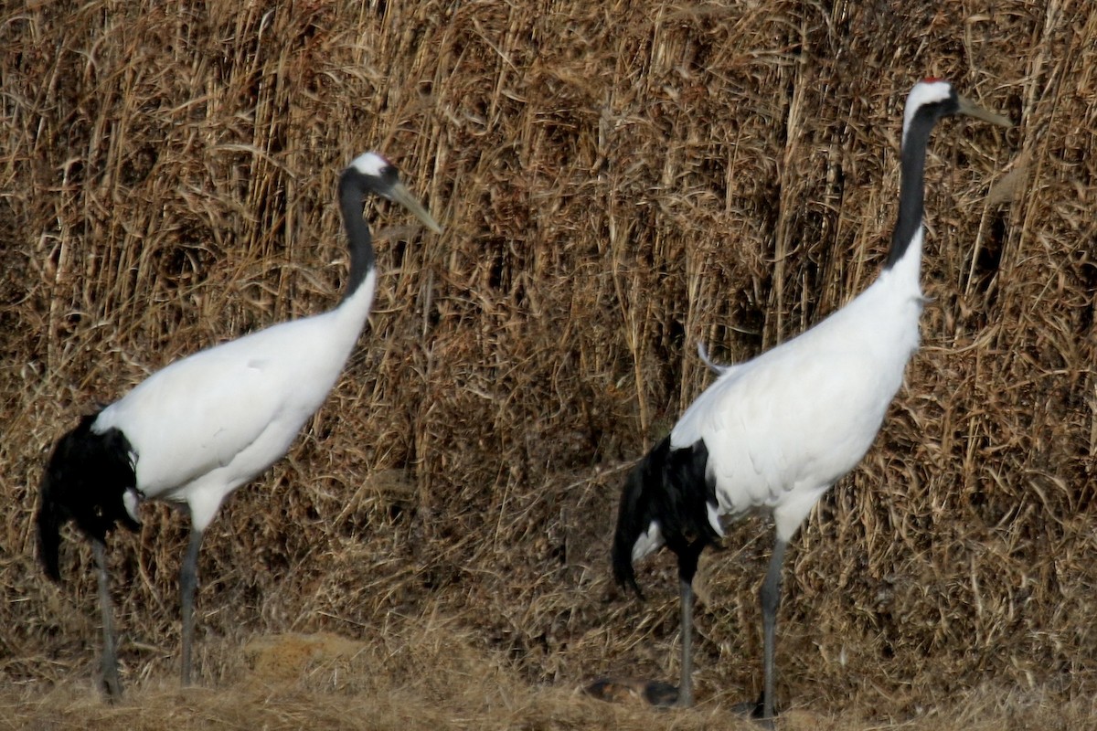 Red-crowned Crane - ML641392363