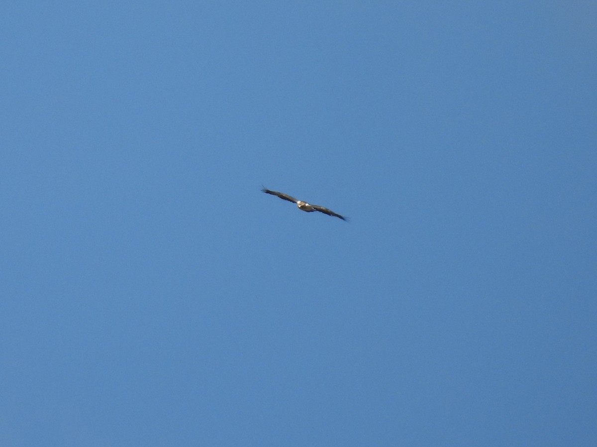 Booted Eagle - ML641392366
