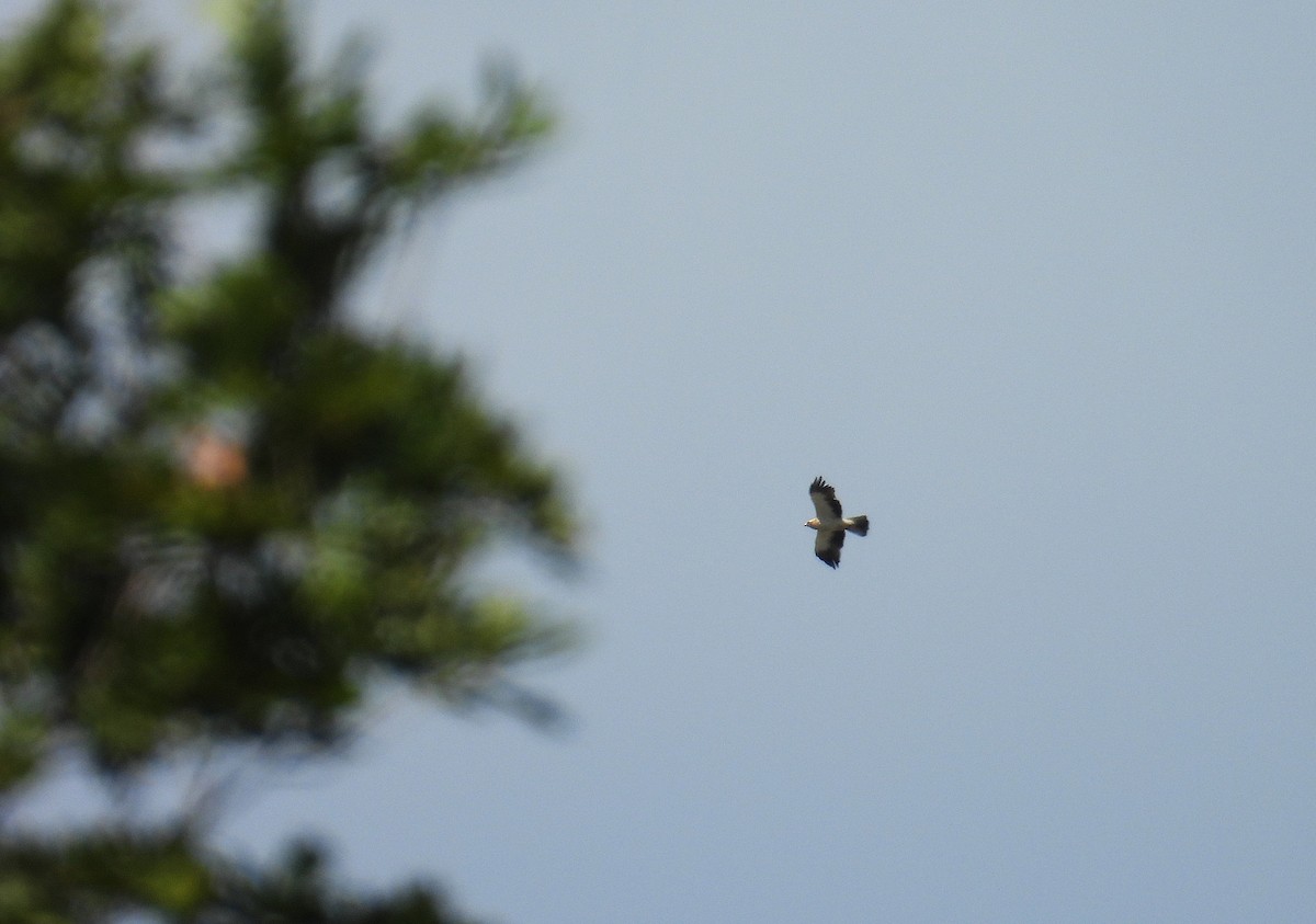 Booted Eagle - ML641392367