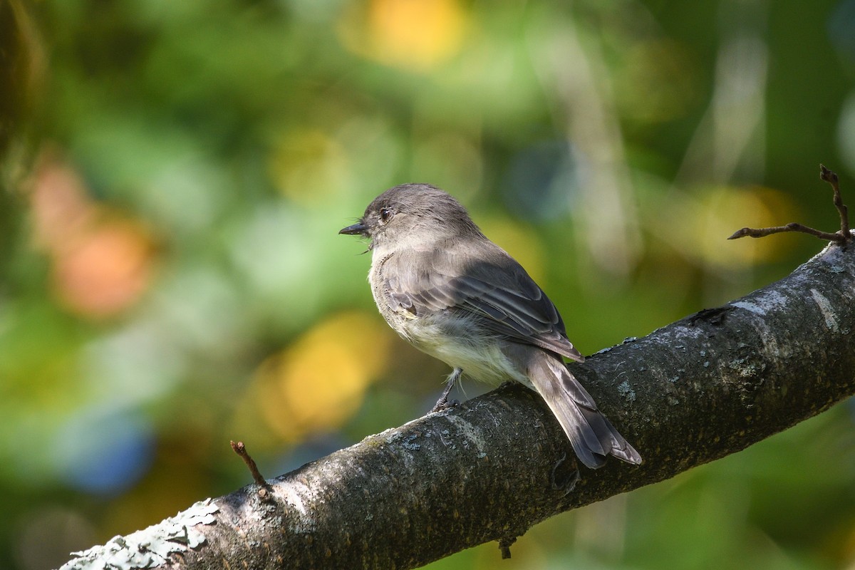 Eastern Phoebe - ML641392368