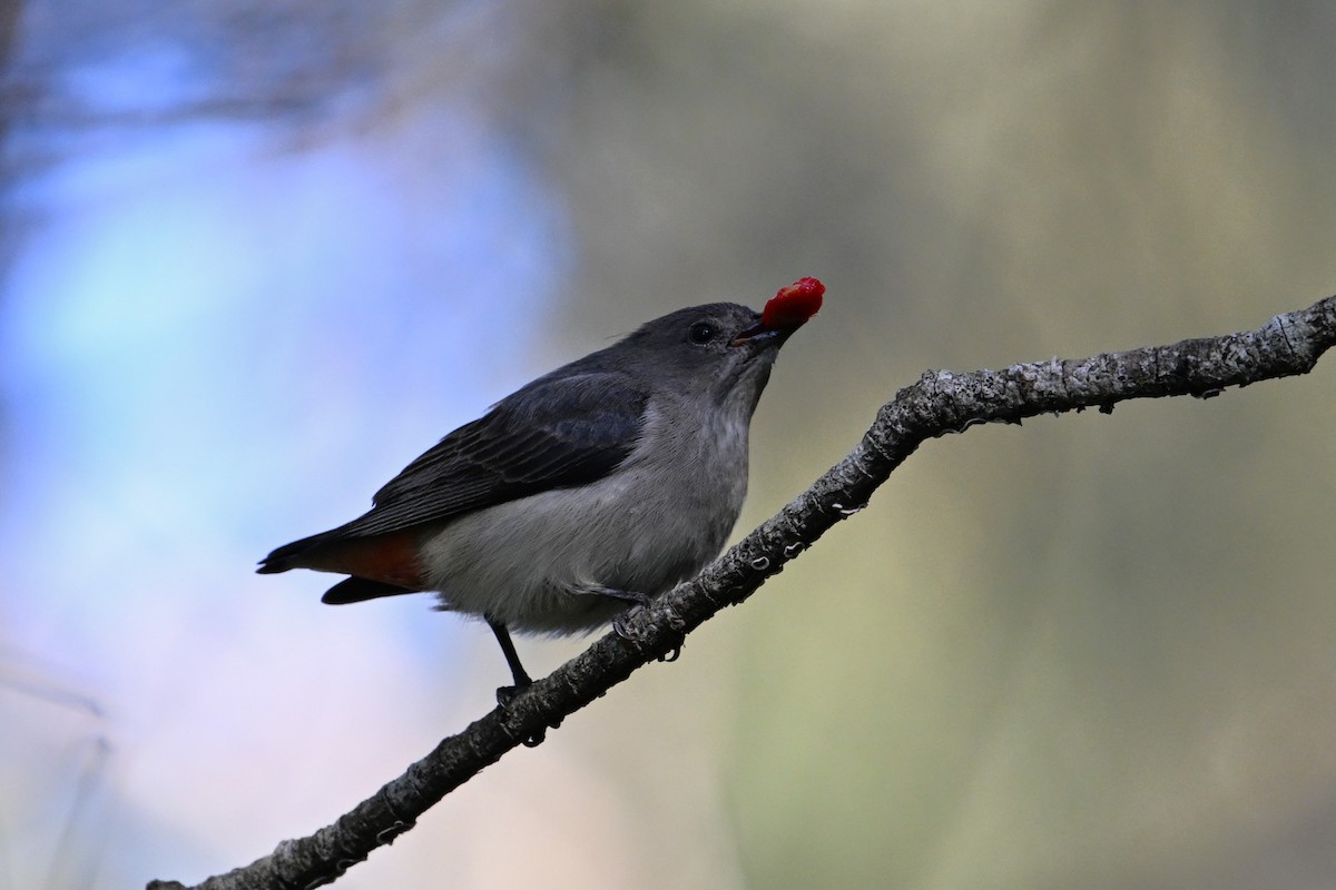 Mistletoebird - ML641392369