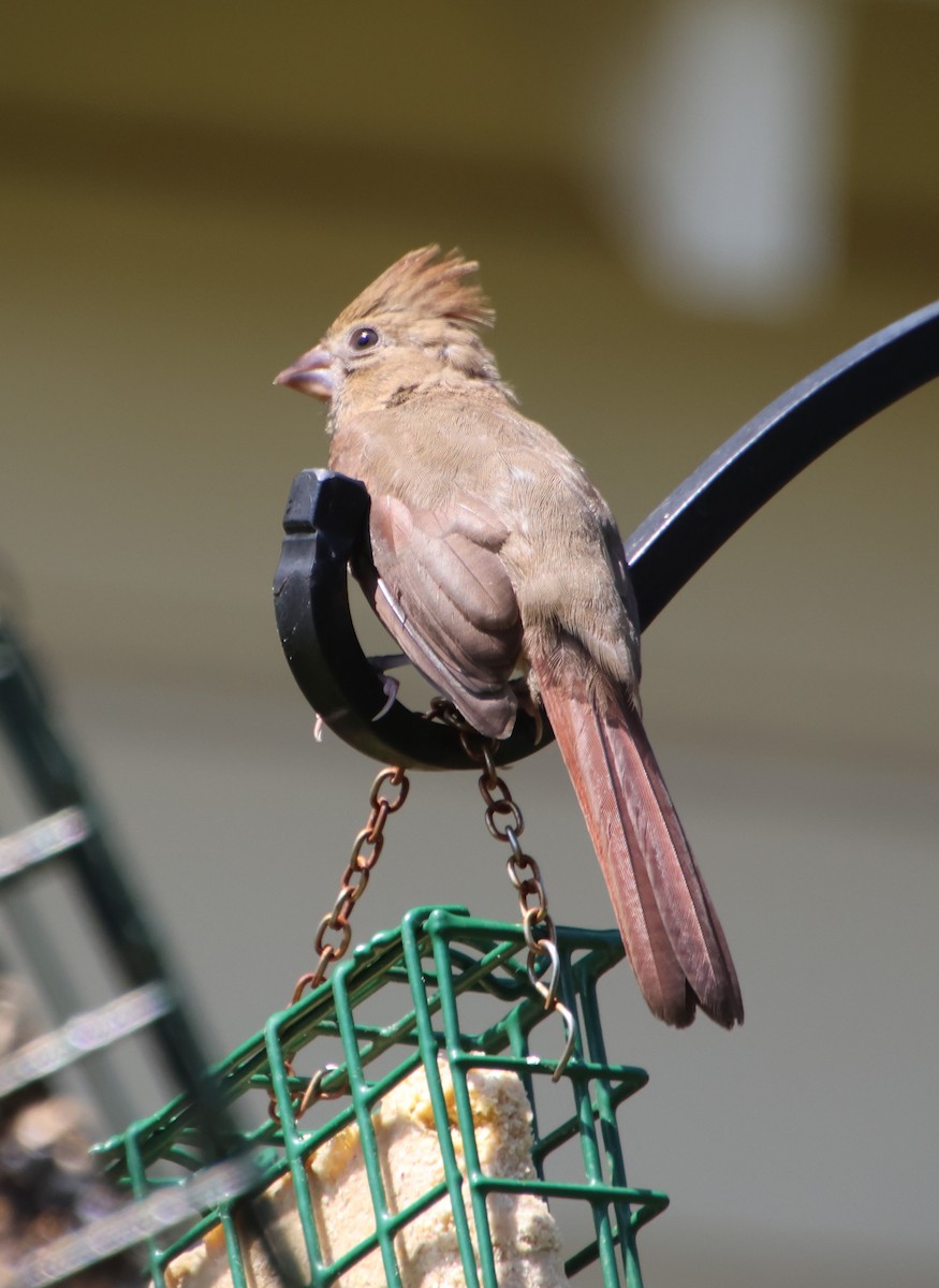 Northern Cardinal - ML641392370
