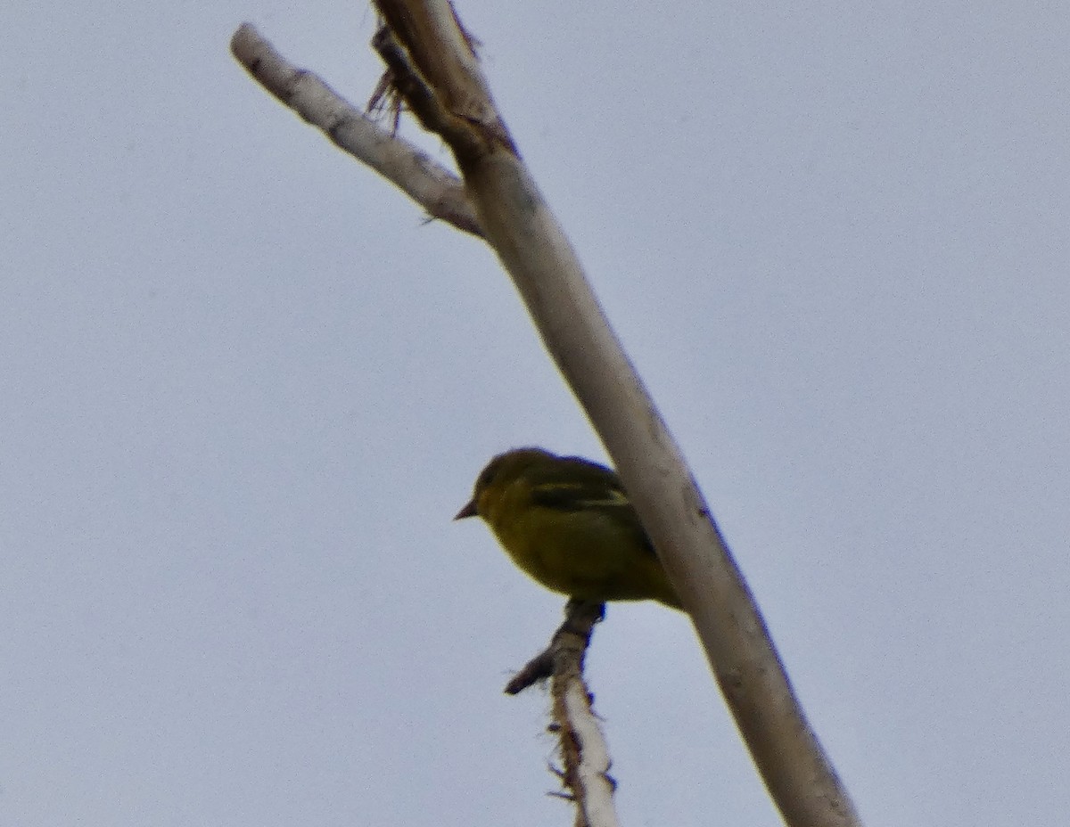 passerine sp. - ML641392371