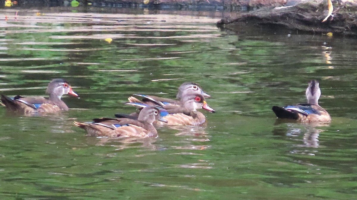 Wood Duck - ML641392375