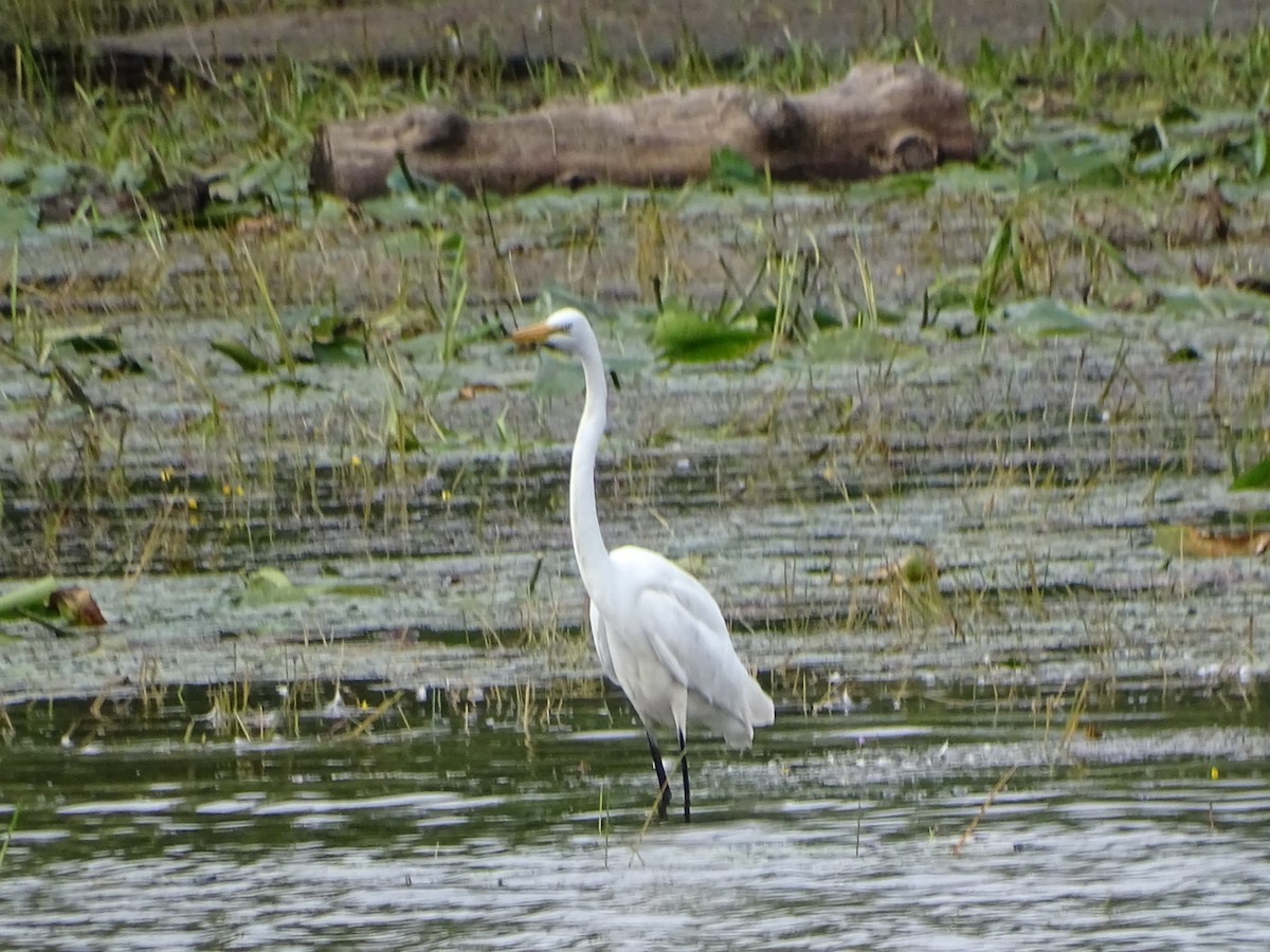 Great Egret - ML641392377