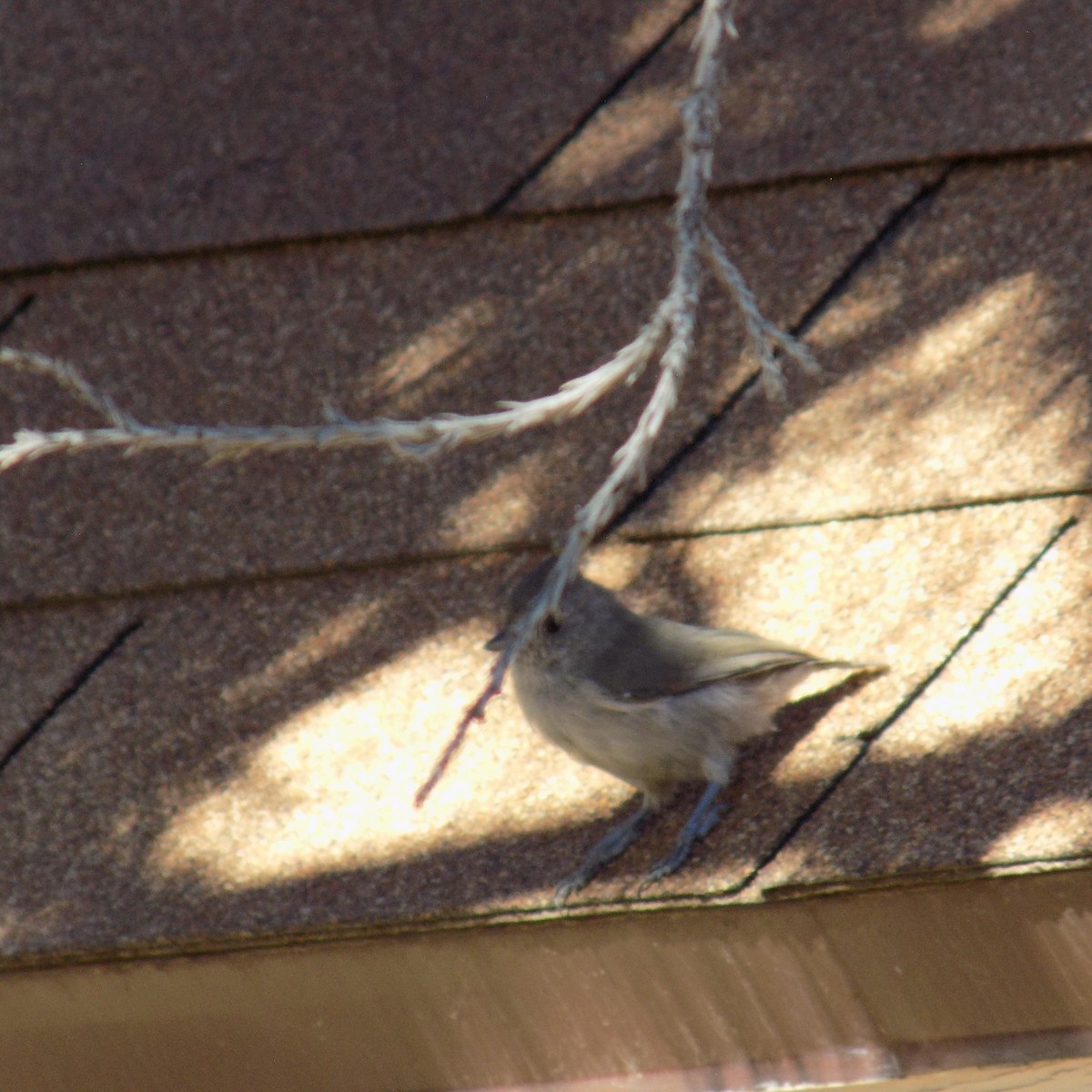 Oak Titmouse - ML641392378