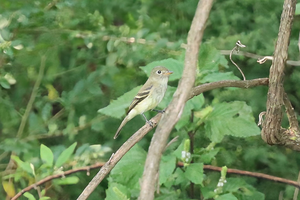 Least Flycatcher - ML641392431