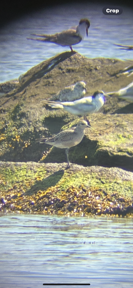 American Golden-Plover - ML641392456