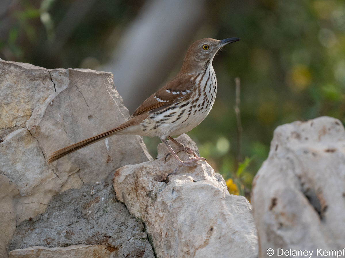 Brown Thrasher - ML641392457