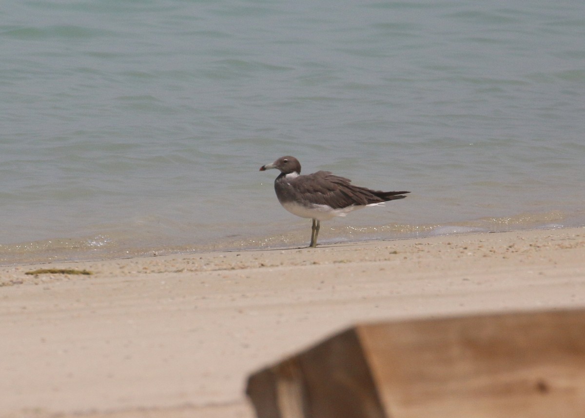 Sooty Gull - ML641392462