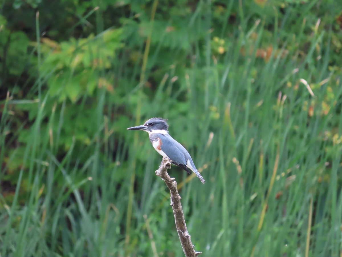 Belted Kingfisher - ML641392477