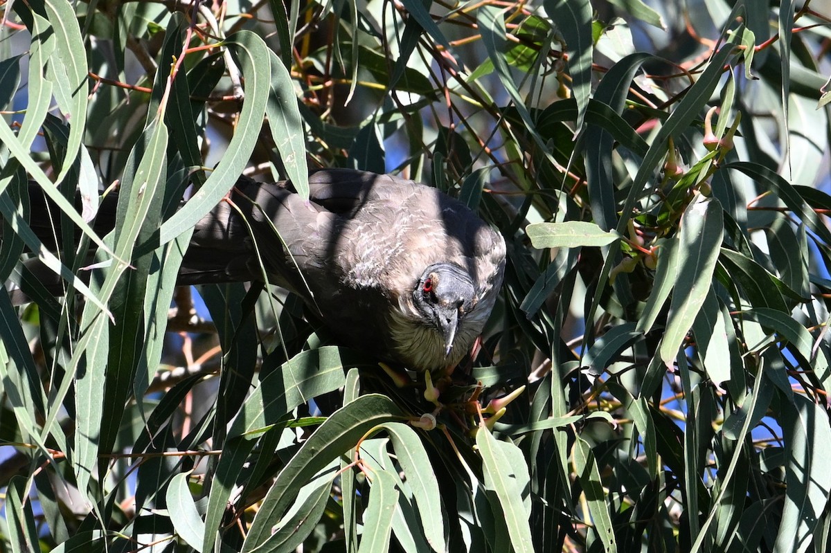 Noisy Friarbird - ML641392496