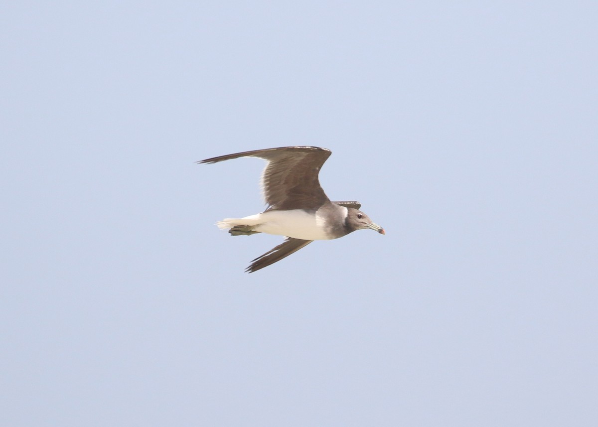 Sooty Gull - ML641392498