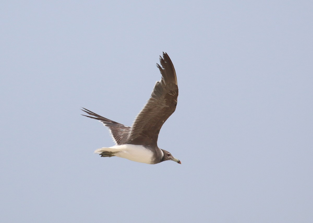 Sooty Gull - ML641392499