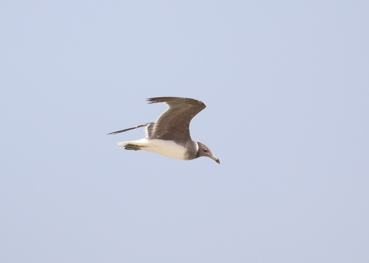 Sooty Gull - ML641392500