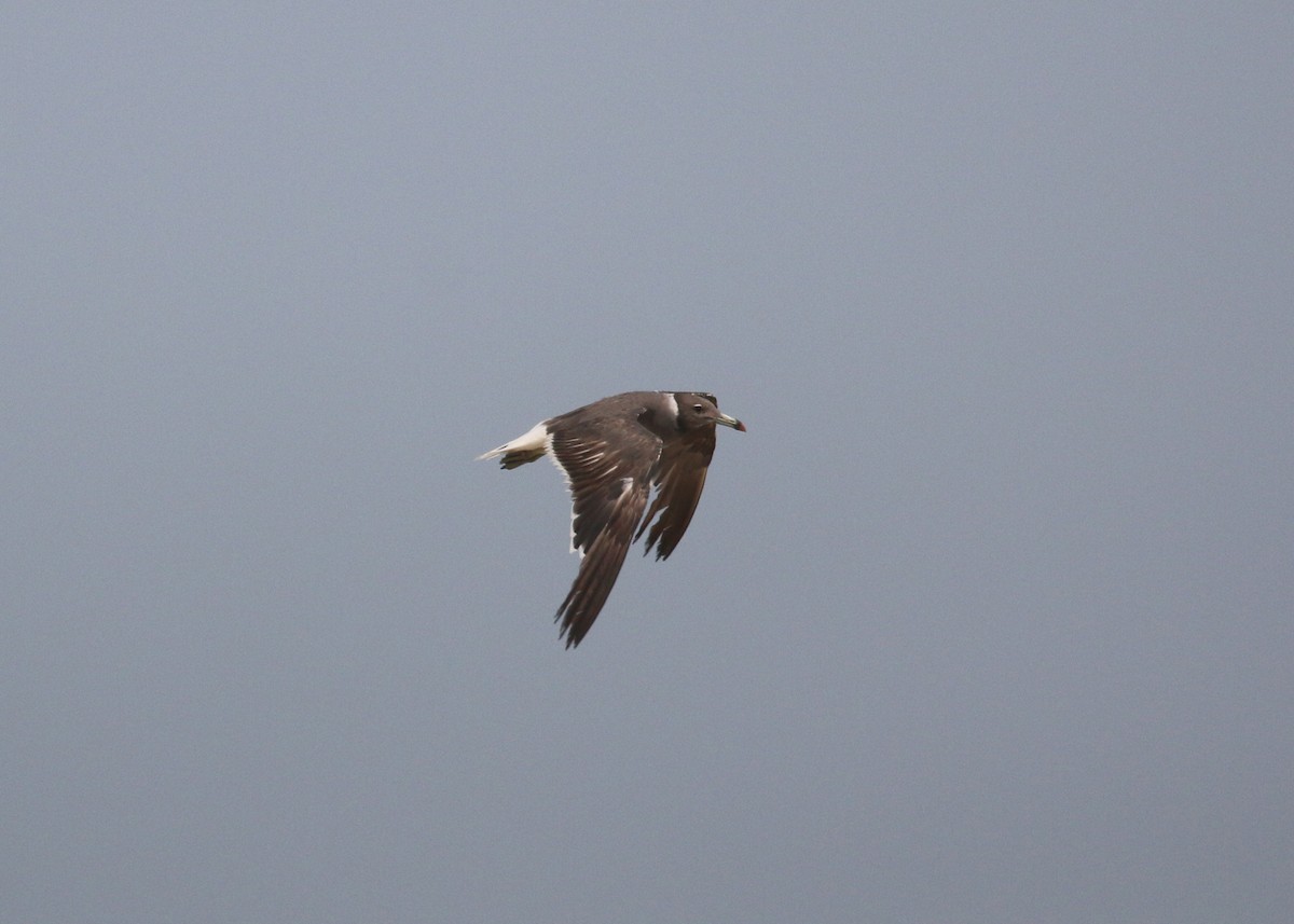 Sooty Gull - ML641392501