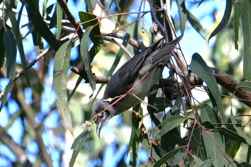 Little Friarbird - ML641392503