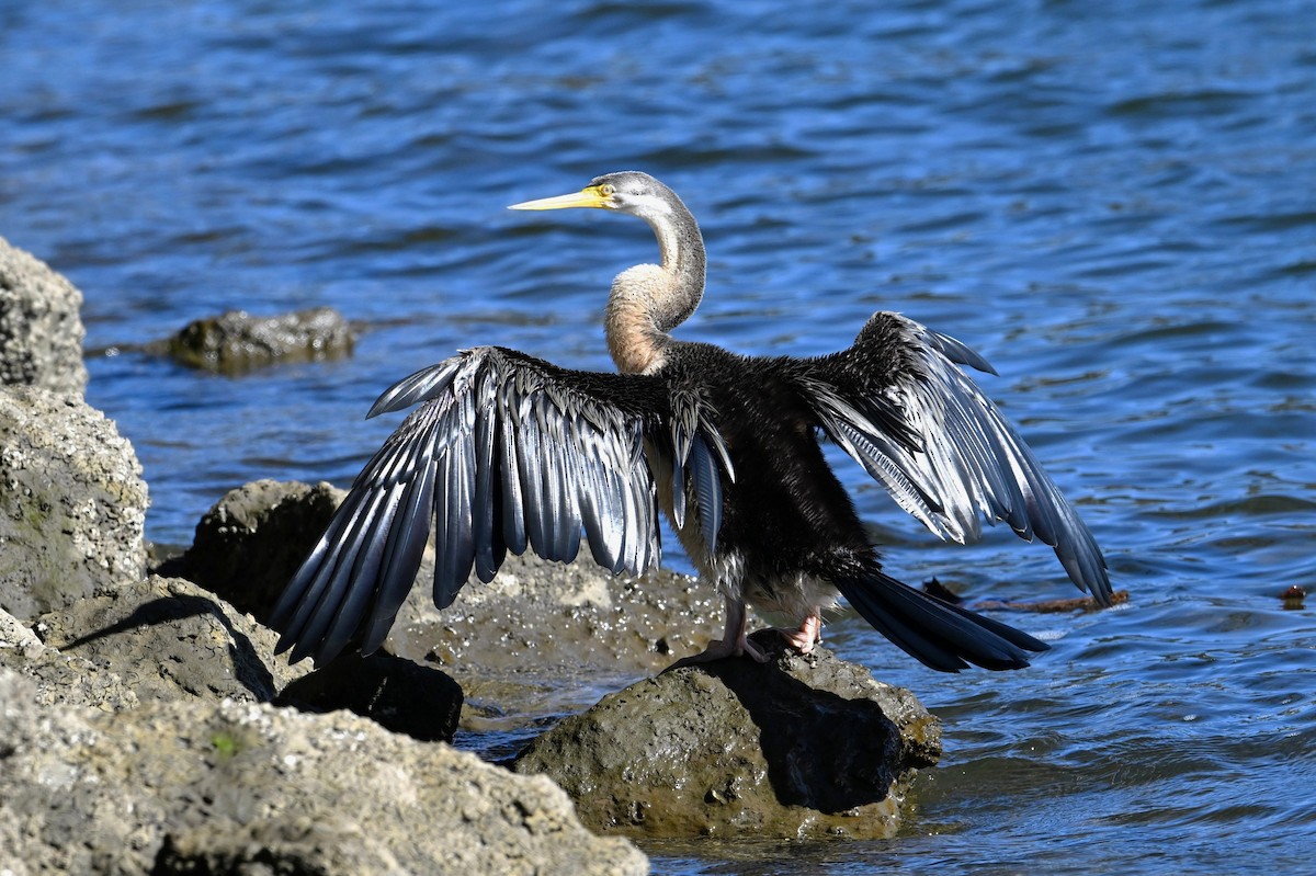 Australasian Darter - ML641392508