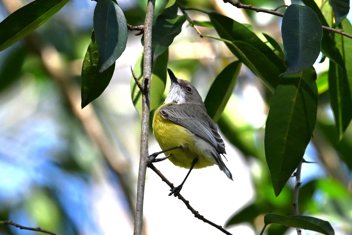 White-throated Gerygone - ML641392516