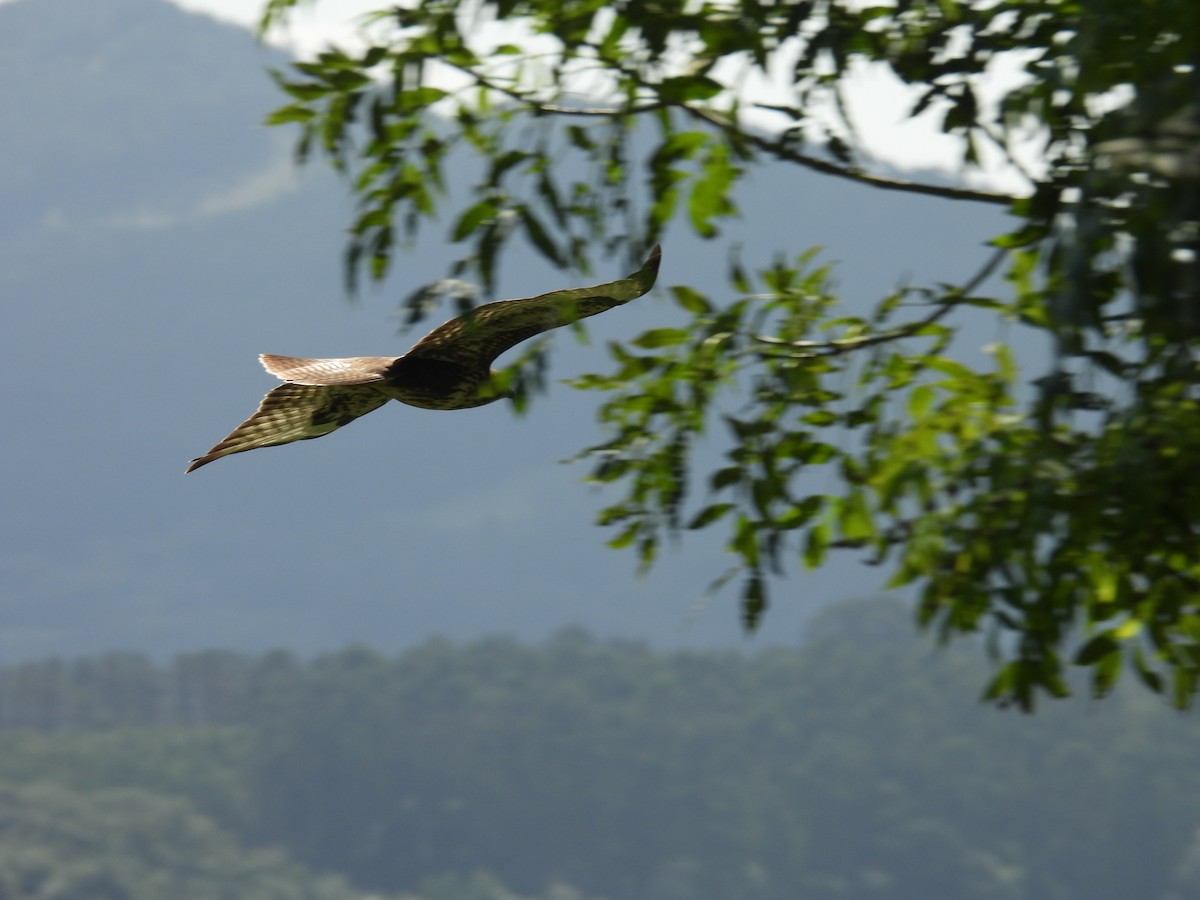 Common Buzzard - ML641392535