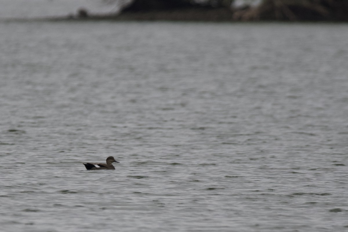Canard chipeau - ML641392538