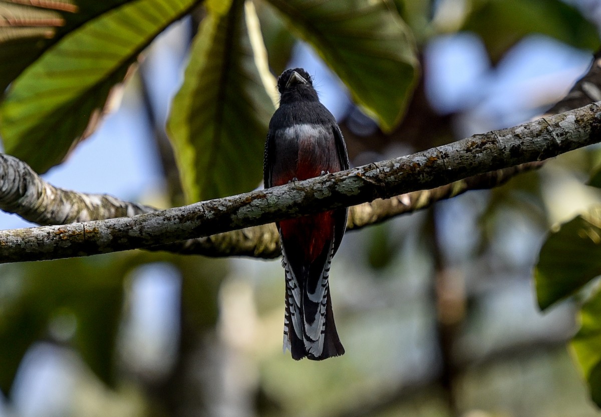 Blue-crowned Trogon - ML641392541