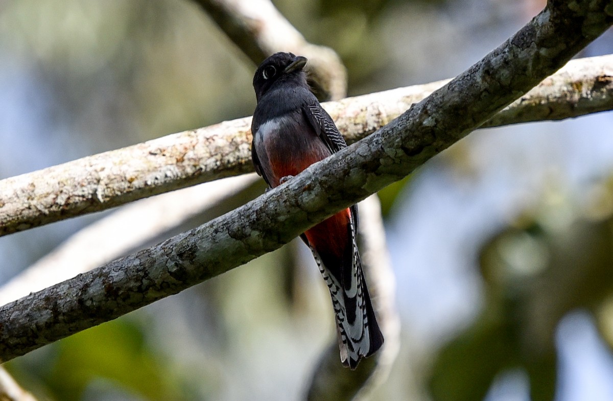 Blue-crowned Trogon - ML641392542