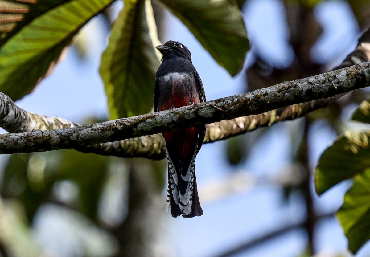 Blue-crowned Trogon - ML641392543
