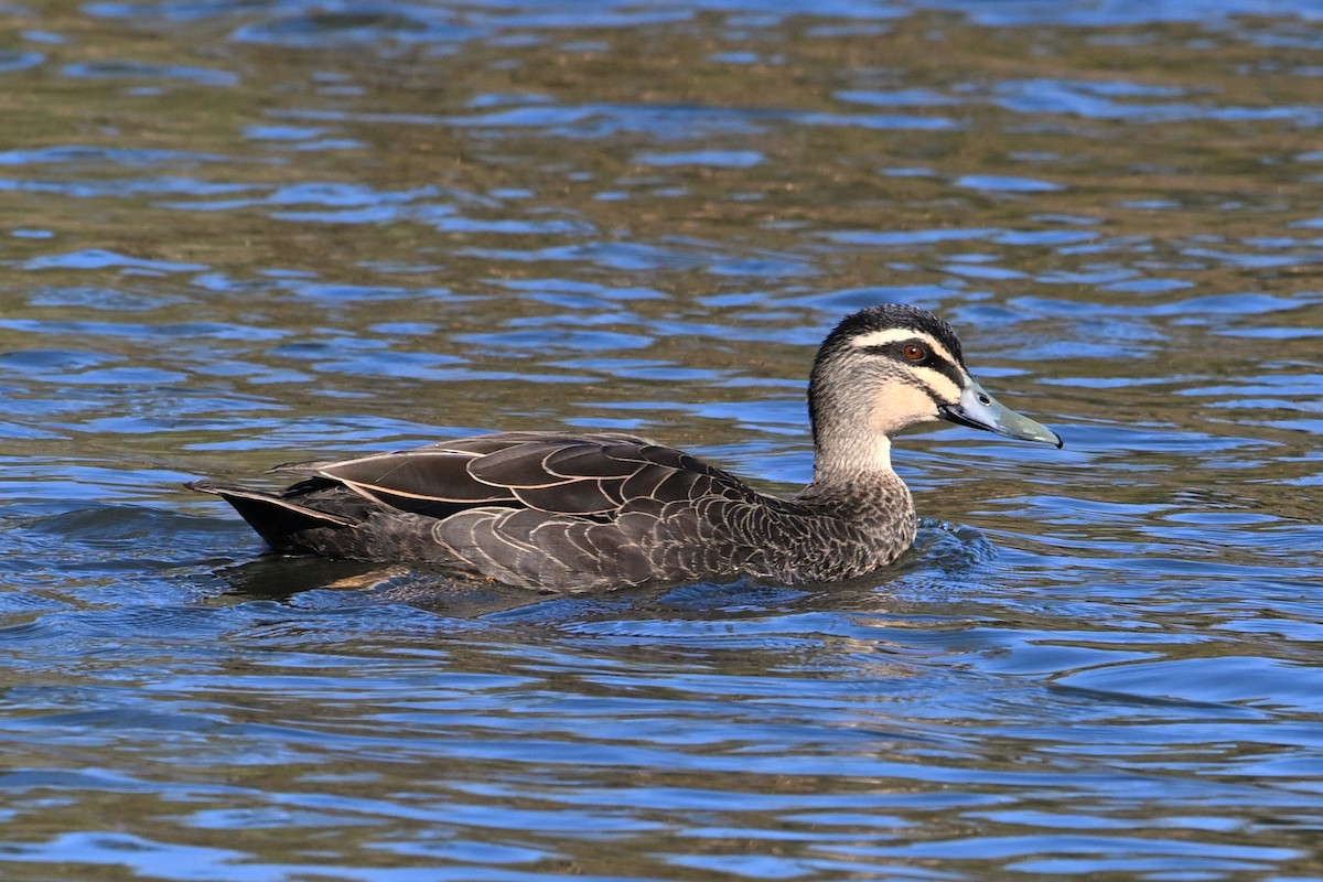 Pacific Black Duck - ML641392620