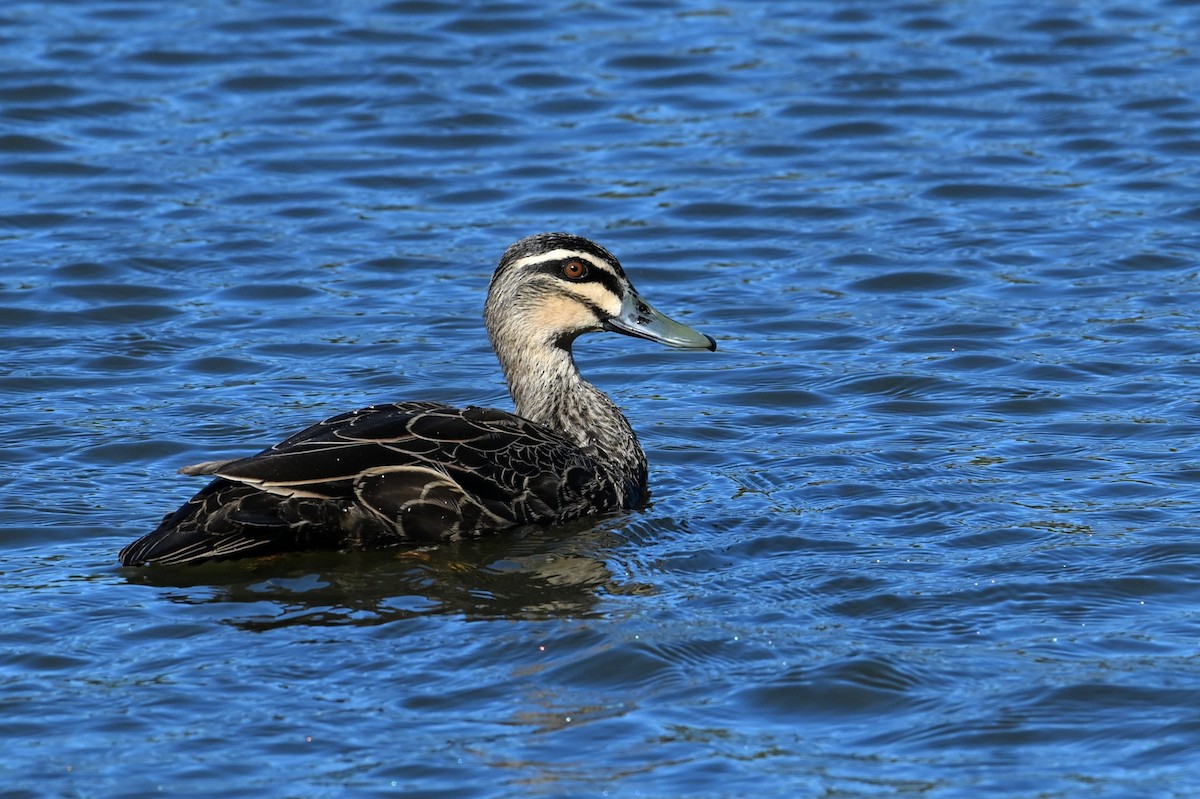 Pacific Black Duck - ML641392621