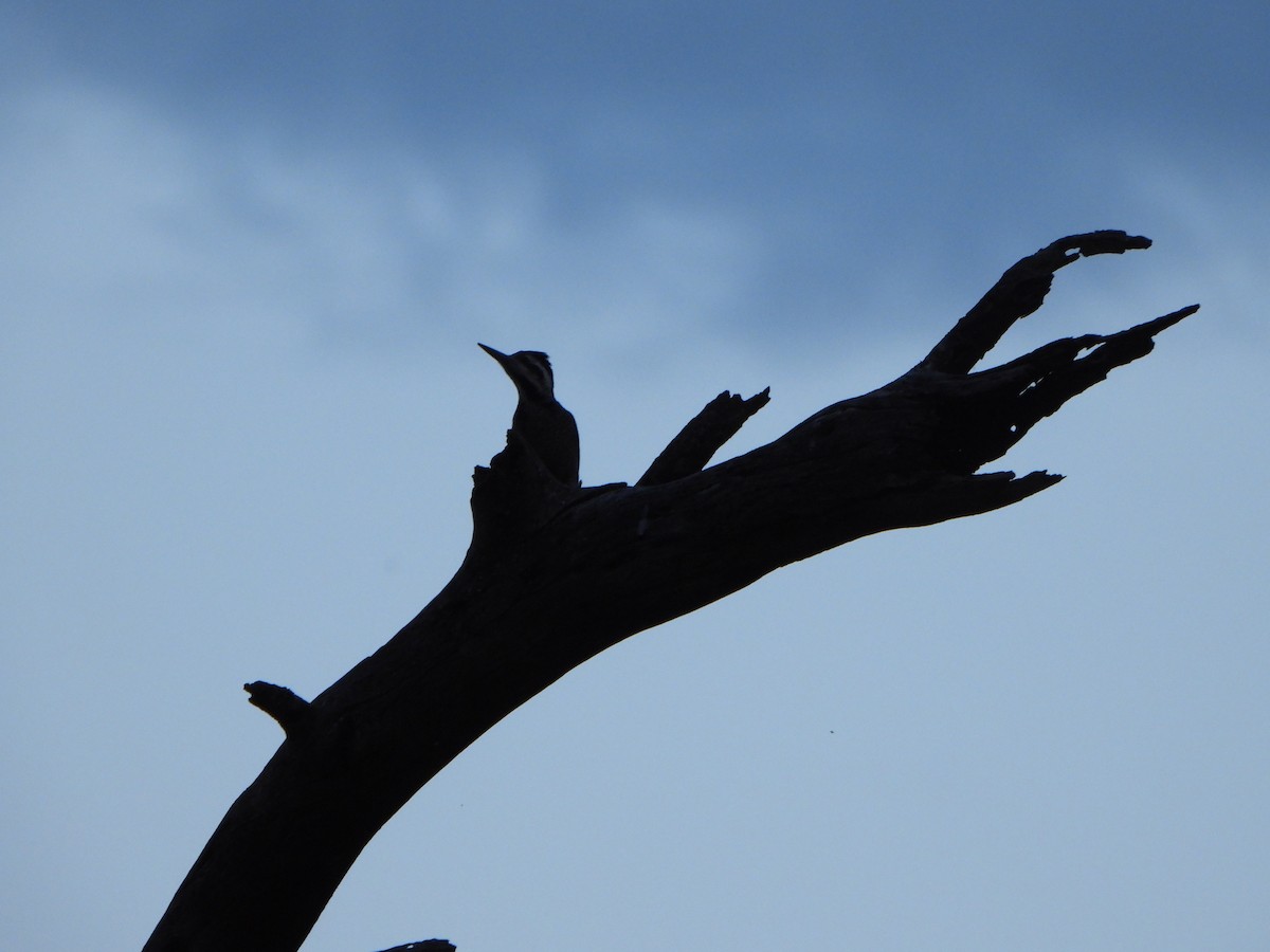 Bearded Woodpecker - ML641392632