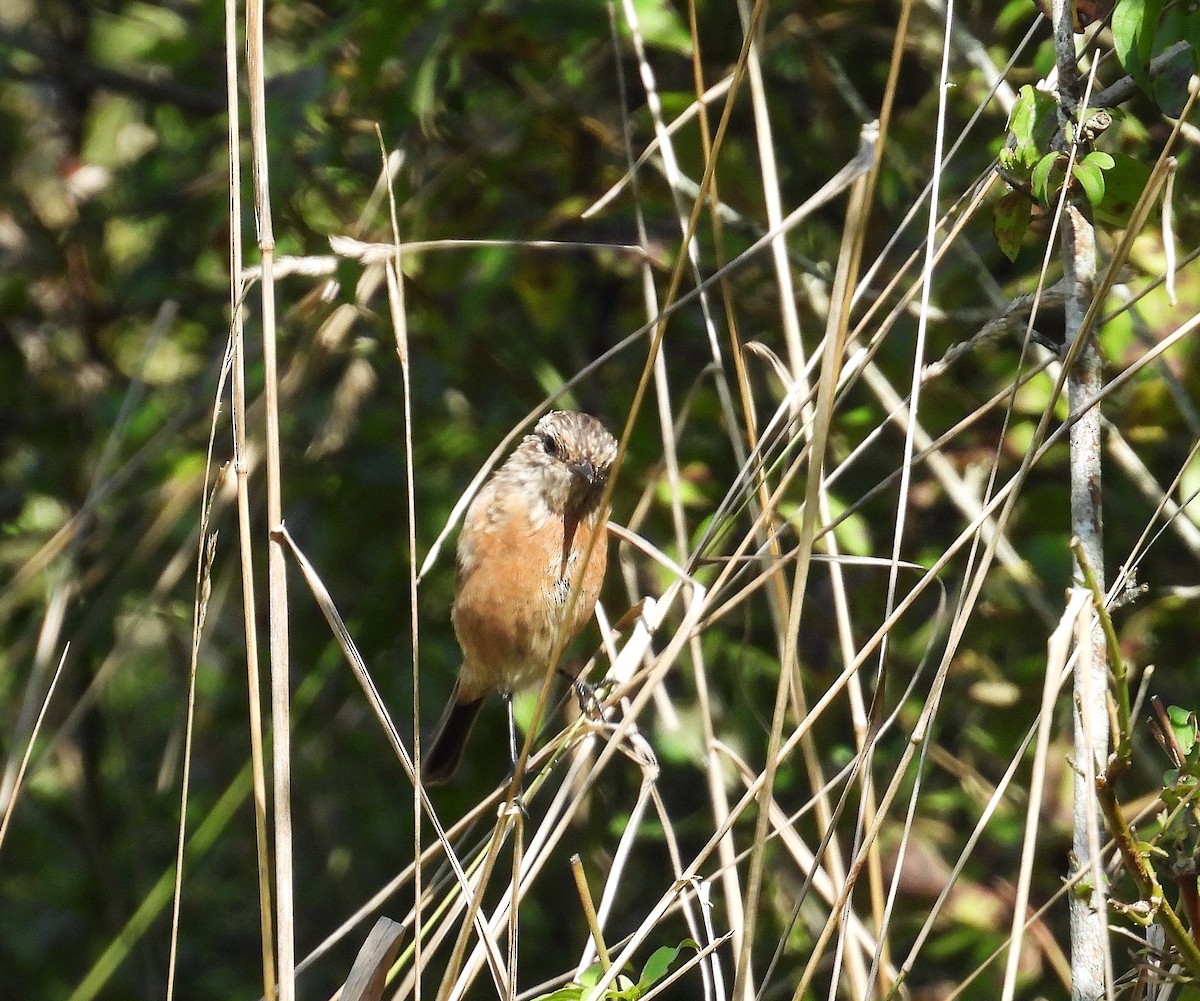 European Stonechat - ML641392640