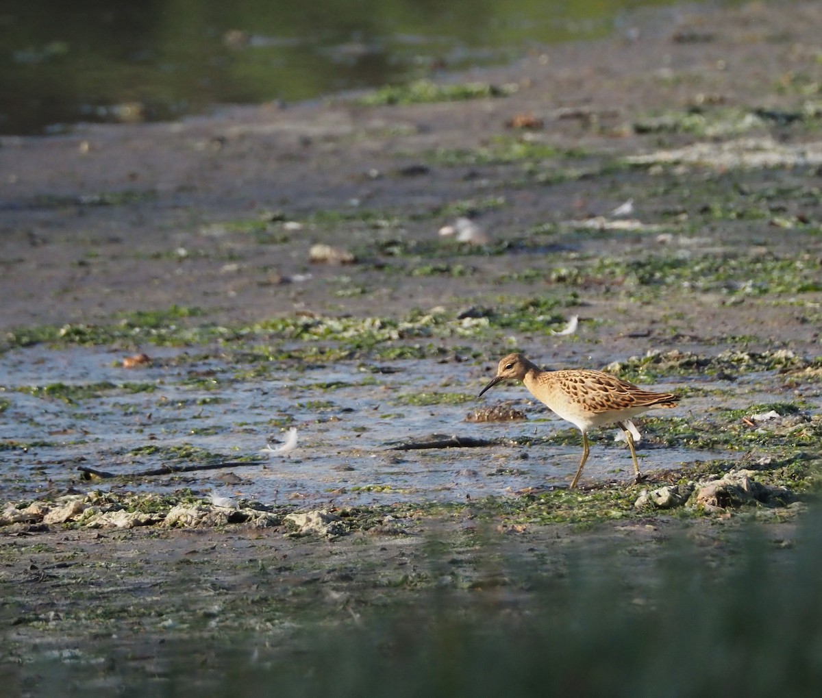 Ноцоо элсэг - ML641392643