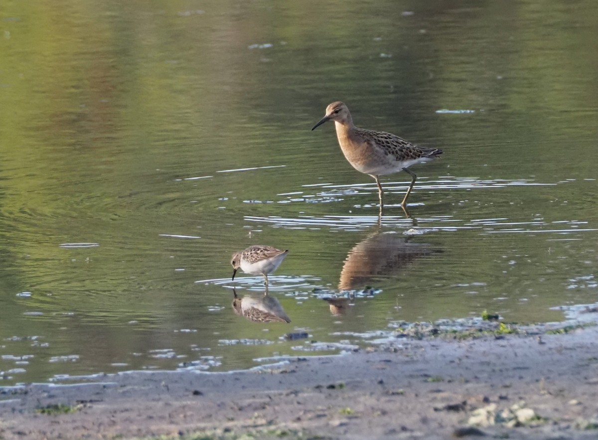 Ноцоо элсэг - ML641392644