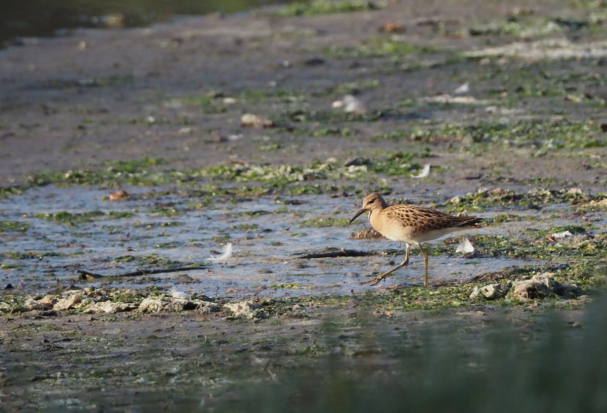 Ноцоо элсэг - ML641392645