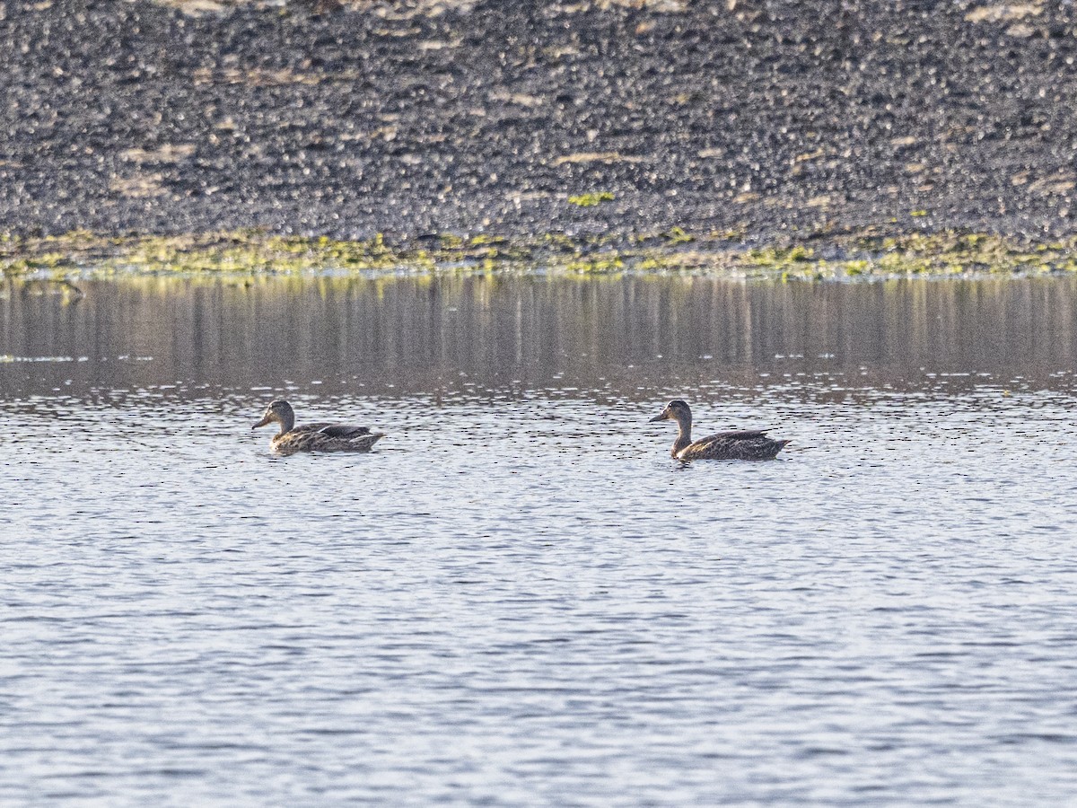 マガモ - ML641392658