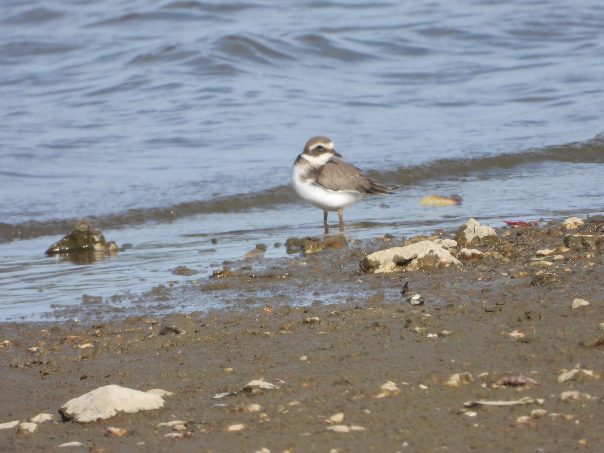 Common Ringed Plover - ML641392680
